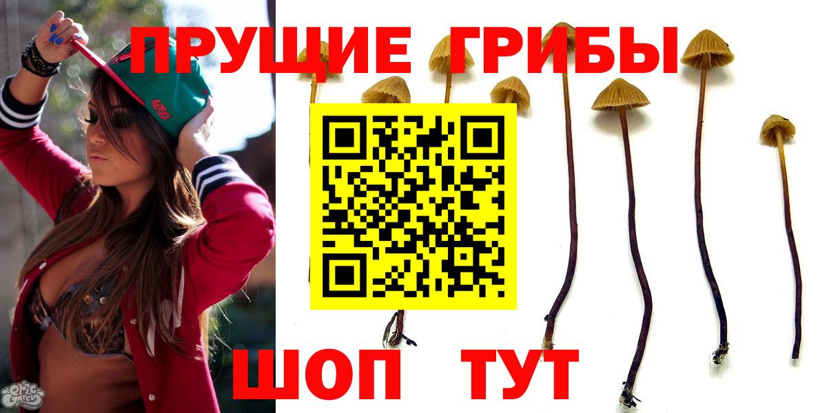 Псилоцибиновые грибы Psilocybe Казань